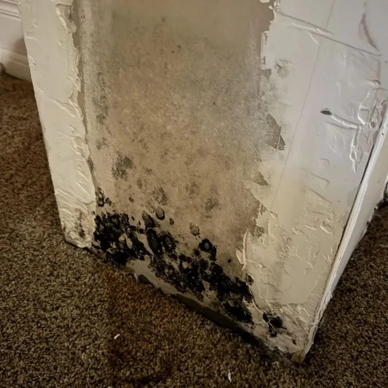 Professional Mold Removal in Morgan County, GA